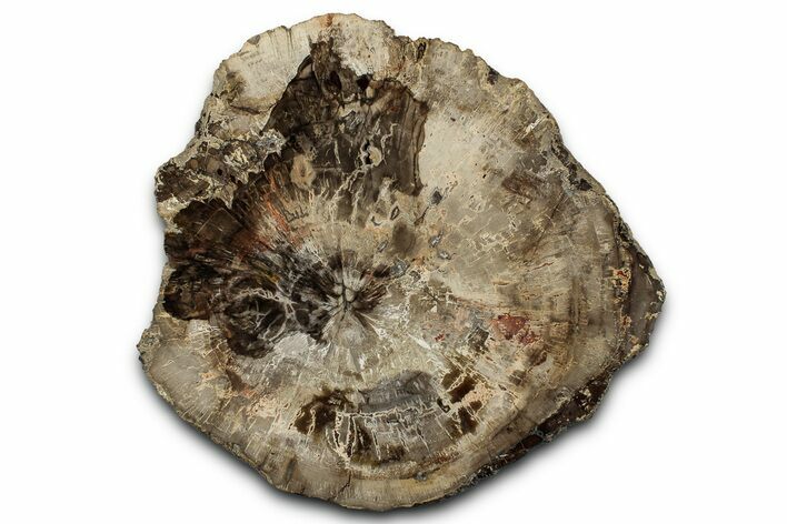 Polished Petrified Wood (Araucaria) Round - Madagascar #358033